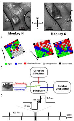 Mapping Horizontal Spread of Activity in Monkey Motor Cortex Using Single Pulse Microstimulation